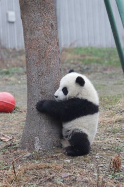 Mutlu Küçük Panda Ağaca tırmanmayı öğreniyor, Kurt Dev Panda Doğa Koruma Alanı, Shenshuping, Çin