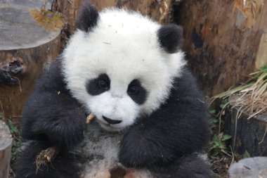 Mutlu Küçük Panda Yavrusu Bambu Yemeyi Öğreniyor, Kurt Dev Panda Doğa Koruma Alanı, Shenshuping, Çin