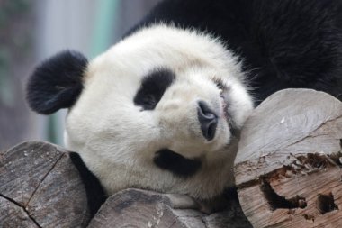 Kapat Uykucu Panda, Çin