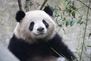 Yumuşak Dişi Panda, Rou Rou, Panda Vadisi
