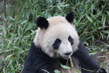 Dev Pandanın Suratı, Chengdu Panda Üssü, Çin