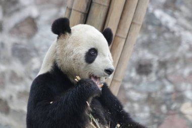 Devasa Panda Yiyen Bambu, Chengdu Panda Üssü, Çin