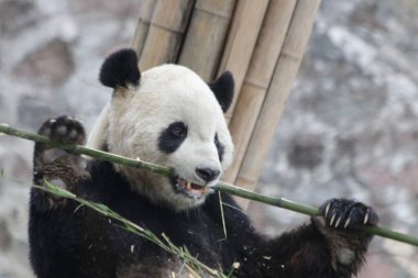 Devasa Panda Yiyen Bambu, Chengdu Panda Üssü, Çin