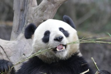 Devasa Panda Yiyen Bambu, Chengdu Panda Üssü, Çin