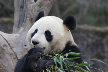 Devasa Panda Yiyen Bambu, Chengdu Panda Üssü, Çin