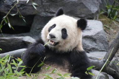 Dev Panda 'nın portresi, Çin