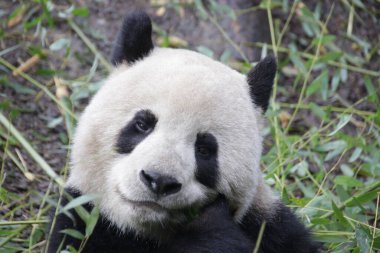 Panda 'nın Suratı, Çin