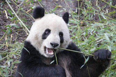 Ginat Panda 'nın Yüzü, Chengdu Panda Üssü, Çin