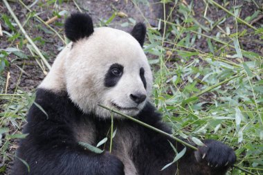 Ginat Panda 'nın Yüzü, Chengdu Panda Üssü, Çin