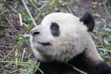 Panda 'nın Suratı, Çin