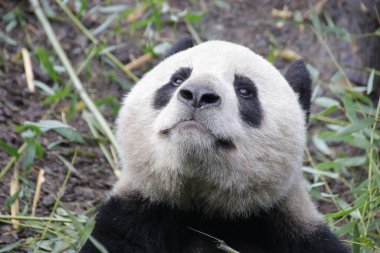 Panda 'nın Suratı, Çin