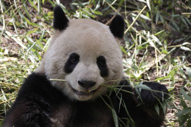 Tüylü Dev Panda Bambu Yaprakları, Çin