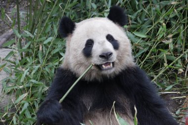 Küçük pofuduk panda bambu yiyor, Çin