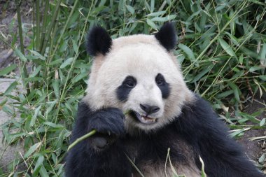 Küçük pofuduk panda bambu yiyor, Çin