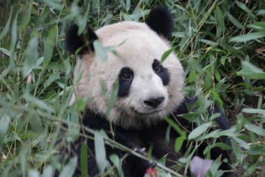 Mutlu Dev Panda Chengdu Panda üssünde bambu yiyor.