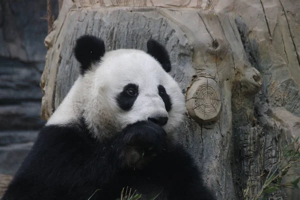 关紧大熊猫的脸 — 图库照片