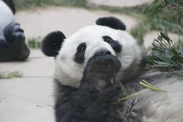 Großaufnahme Ginat Panda Isst Bambusblätter China — Stockfoto