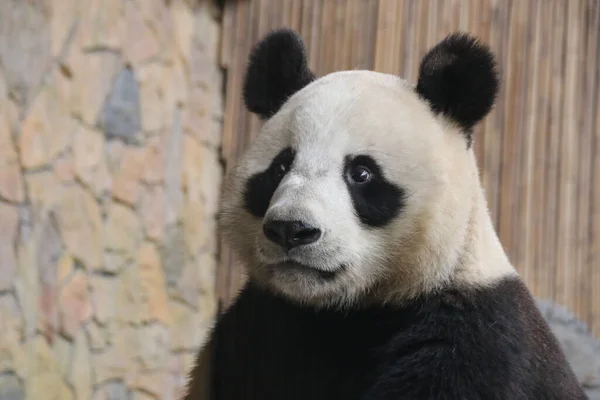 Close up Giant Panda's Face, China