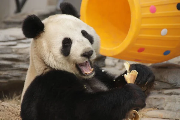 Close Giant Panda China — Stock Photo, Image