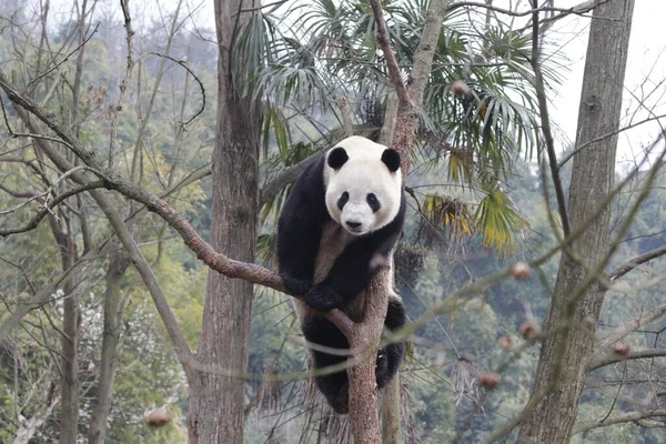 Playful Panda on the Tree, Chengdu Panda Base, China