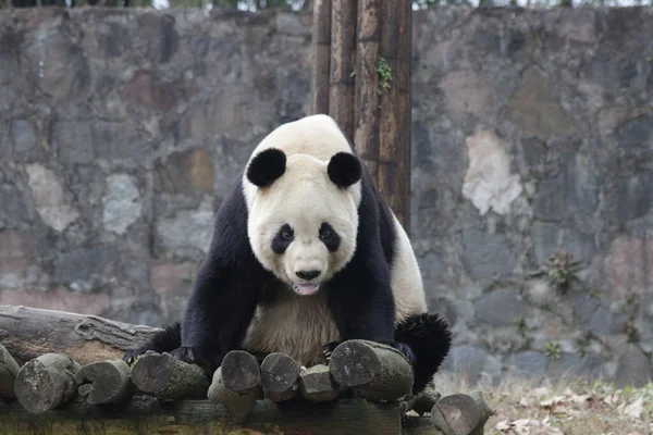 中国大熊猫的滑稽诗篇 — 图库照片