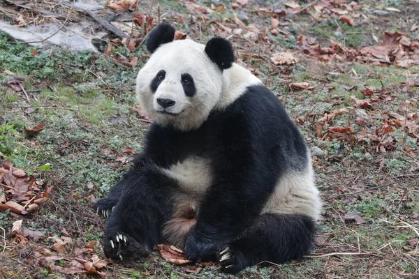 Cute Giant Panda, Wolong Giant Panda Nature Reserve, Shenshuping, China