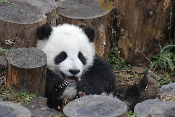 Close up Cute Little Panda Cub is Learning to Eat Bamboo, Wolong Giant Panda Nature Reserve, Shenshuping, China