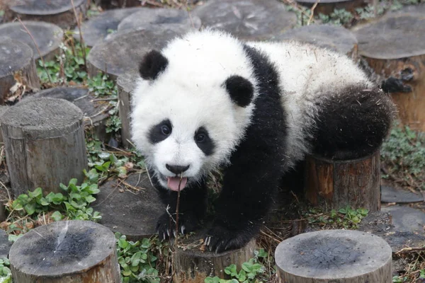 Close up Cute Little Panda Cub is Learning to Eat Bamboo, Wolong Giant Panda Nature Reserve, Shenshuping, China