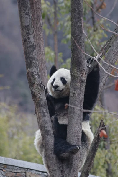 Close up Little Playful Panda on the Tree, Wolong Giant Panda Nature Reserve, Shenshuping, China