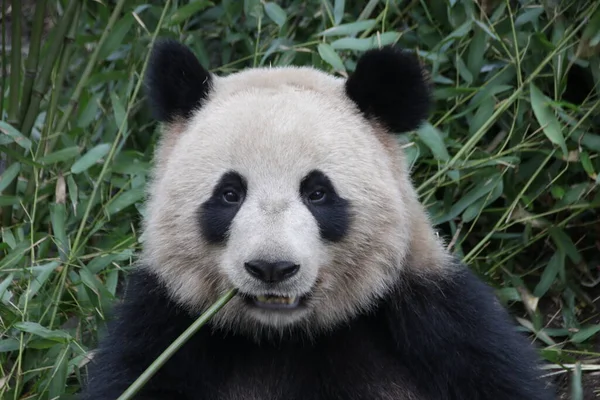 Close up Giant Panda\'s Face, Chengdu Panda Base, China