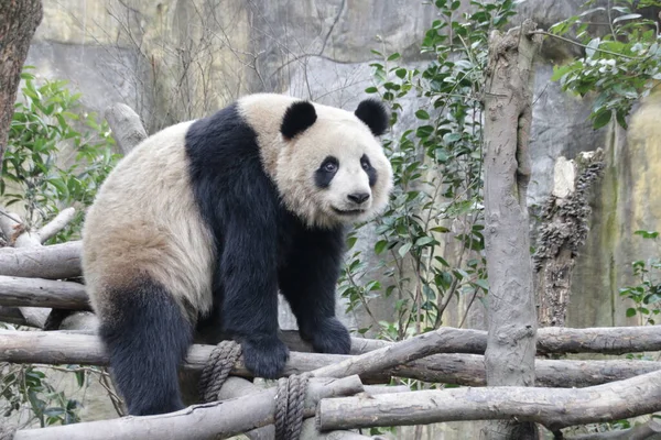 Édes Pose Giant Panda Kína — Stock Fotó