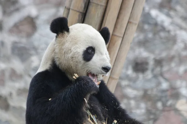 Close up Giant Panda Eating Bamboo, Chengdu Panda Base, China
