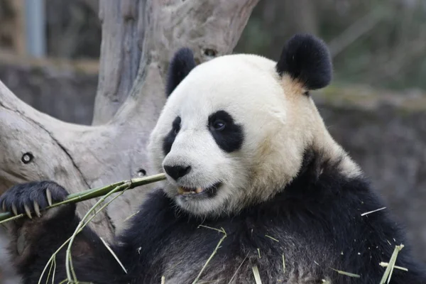 Close up Giant Panda Eating Bamboo, Chengdu Panda Base, China