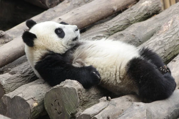 Funny Pose Fluffy Little Panda Ležící Trávě Čína — Stock fotografie