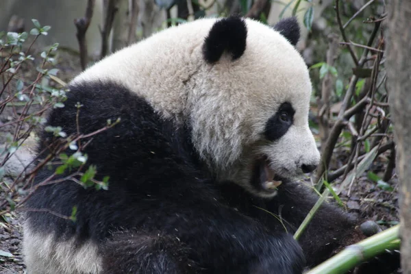 Közelkép Óriás Panda Eszik Bambusz Levelek Kína — Stock Fotó