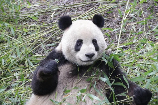 Großaufnahme Riesenpanda Frisst Bambusblätter China — Stockfoto