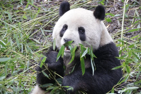 Close Ginat Panda Face Chengdu Panda Base China — Stock fotografie