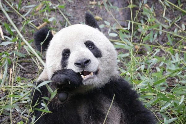 Close Panda Face China — Fotografia de Stock