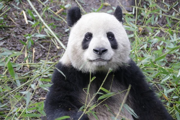 Close up Panda\'s Face, China