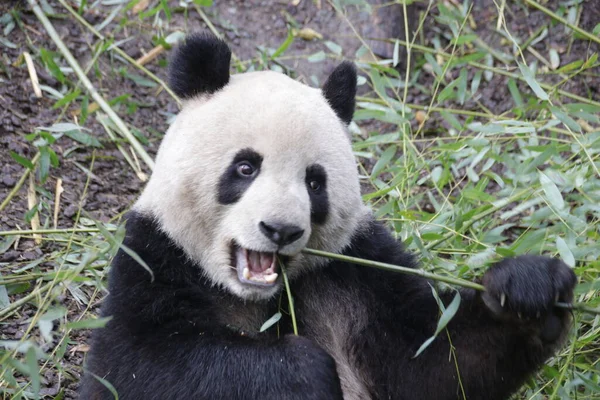 Close Ginat Panda Face Chengdu Panda Base China — Stock fotografie