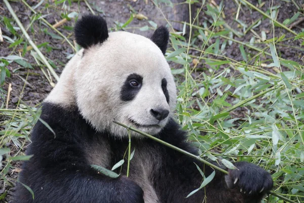 Close up Ginat Panda\'s Face, Chengdu Panda Base, China