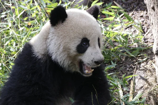 大熊猫吃竹叶特写 — 图库照片