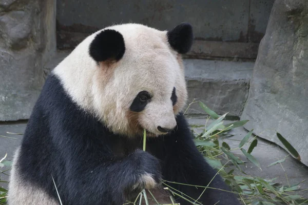 特写毛绒绒圆胖熊猫的名字Oreo — 图库照片