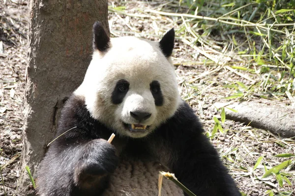 Malá Načechraná Panda Bambus Čína — Stock fotografie