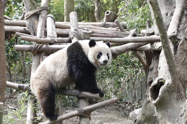 Óriás Panda Faszerkezeten Chengdu Panda Bázis — Stock Fotó