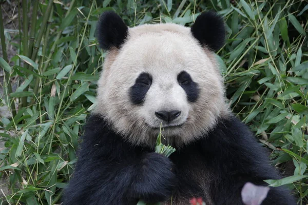 小毛毛熊猫吃竹子 — 图库照片