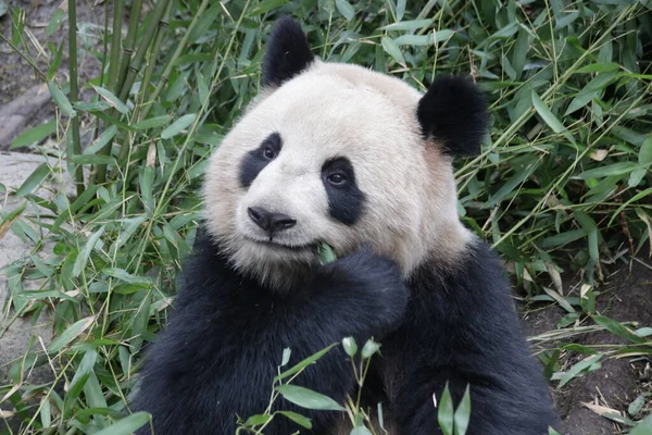 Mała Puszysta Panda Jedząca Bambus Chiny — Zdjęcie stockowe
