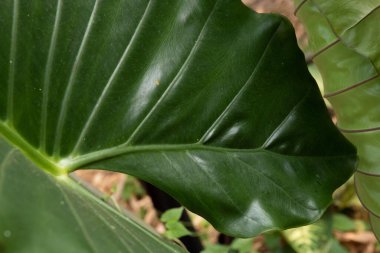 Yeşil Yaprak Dokusunu ve Desenini Kapat