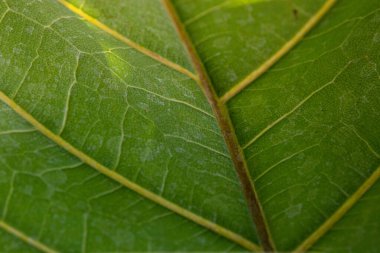Yeşil Yaprak Dokusunu ve Desenini Kapat