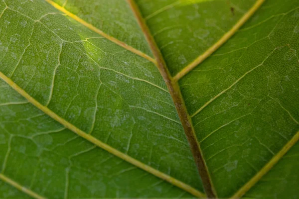 Yeşil Yaprak Dokusunu ve Desenini Kapat